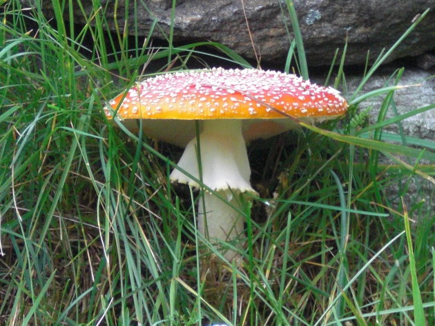 Paddestoelen