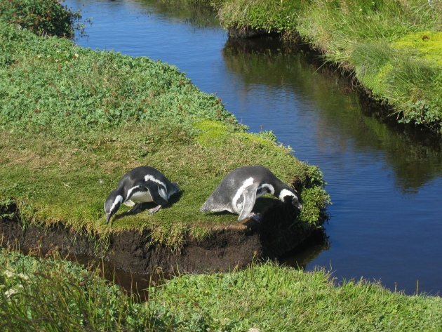 Pinguïns willen het water oversteken