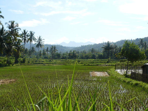 rijstvelden lombok