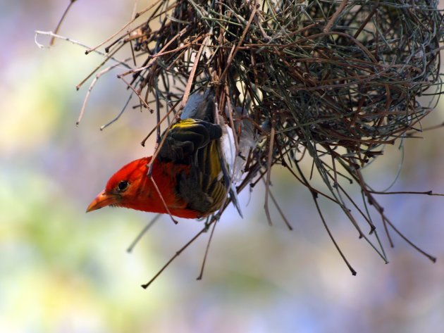 Vogeltje in nestje