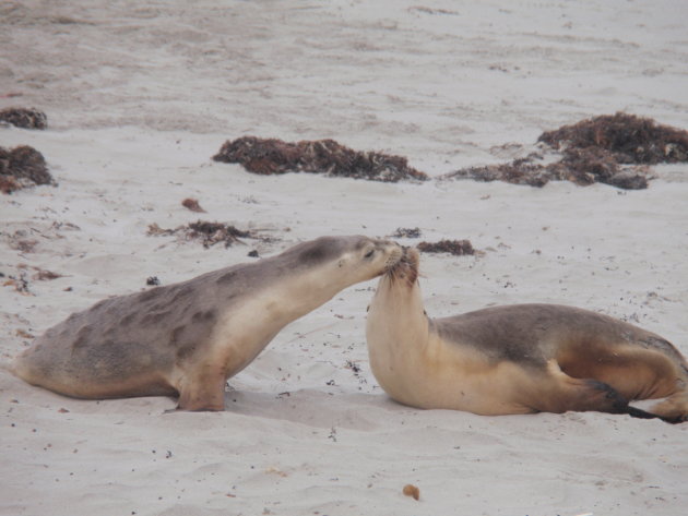 Zeehonden