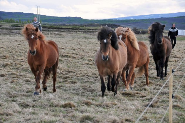 IJslandse mannen en IJslandse paarden