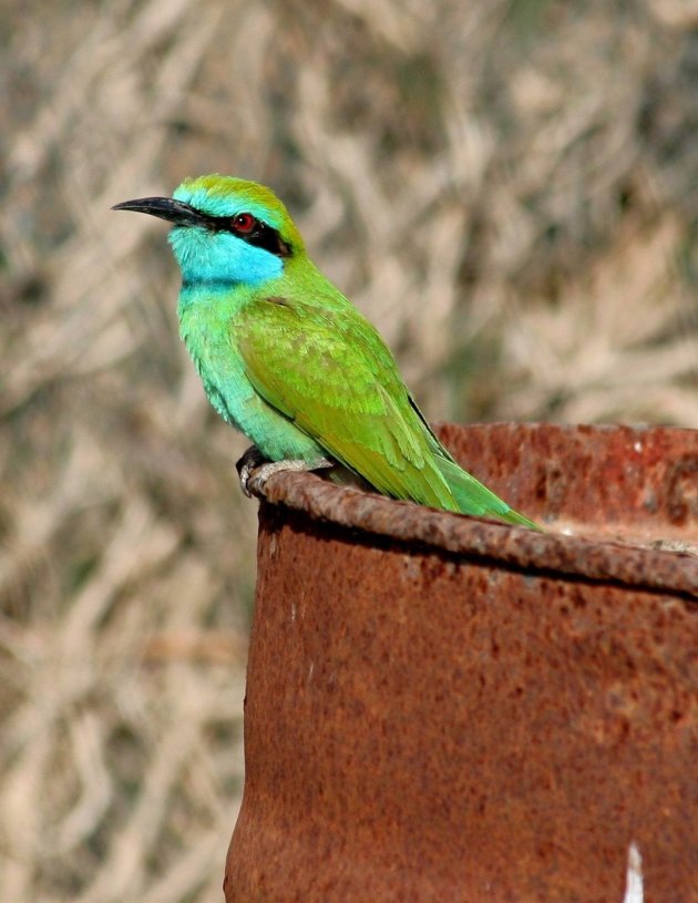 Kleine groene bijeneter