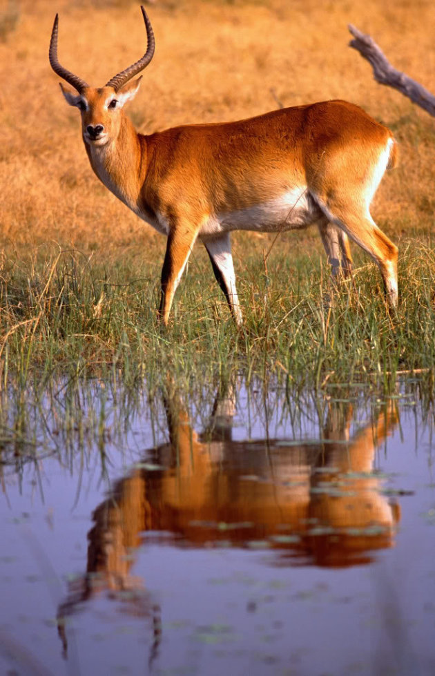 red lechwe in Moremi Game Reserve