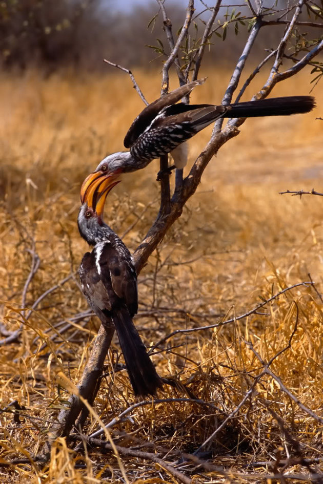 yellow billed hornbill