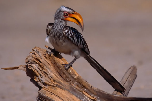 yellow billed hornbill