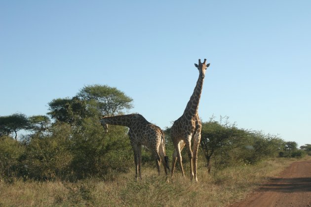 Krugerpark, omgeving Satara Camp