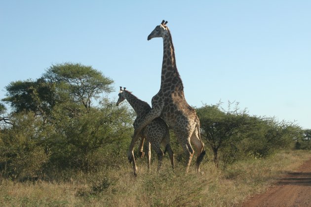 mating girafs