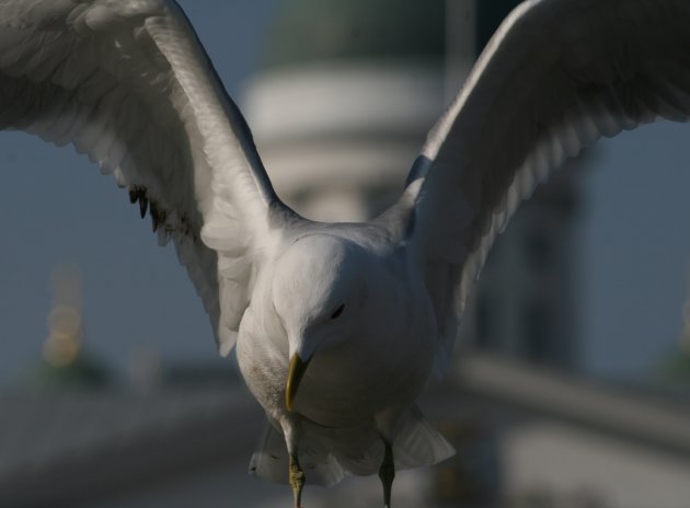 Meeuw met de Domkerk van Helsinki