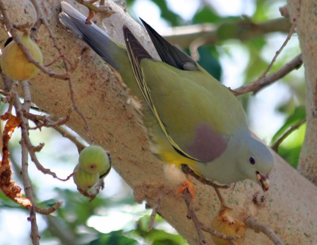 Bruce's green Pigeon