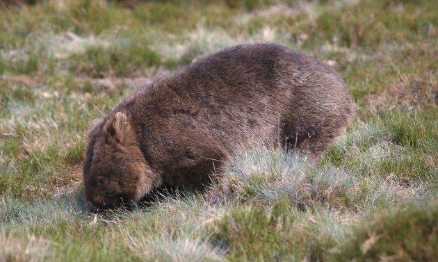 Wombat