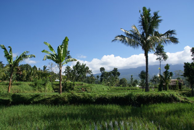 rijstveld Lombok