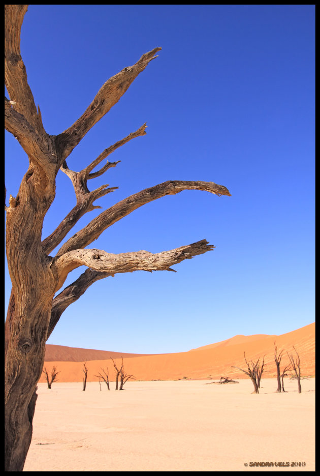 deadvlei