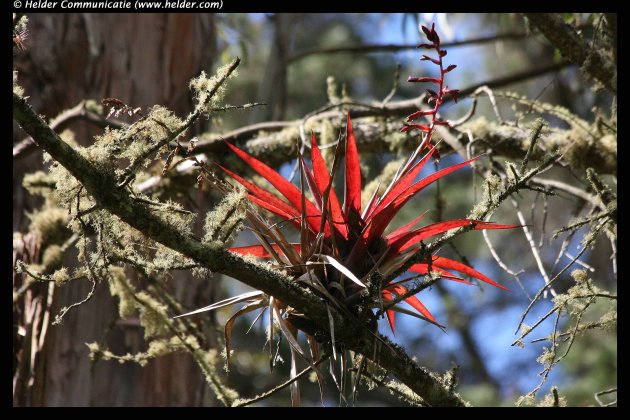 Rode Bromelia