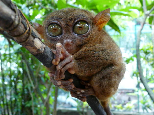 Tarsier 