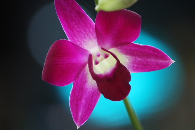 Orchidee