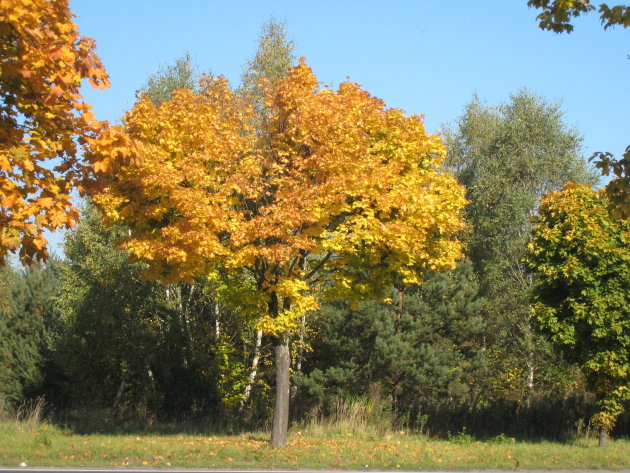 Mooie Herst kleuren