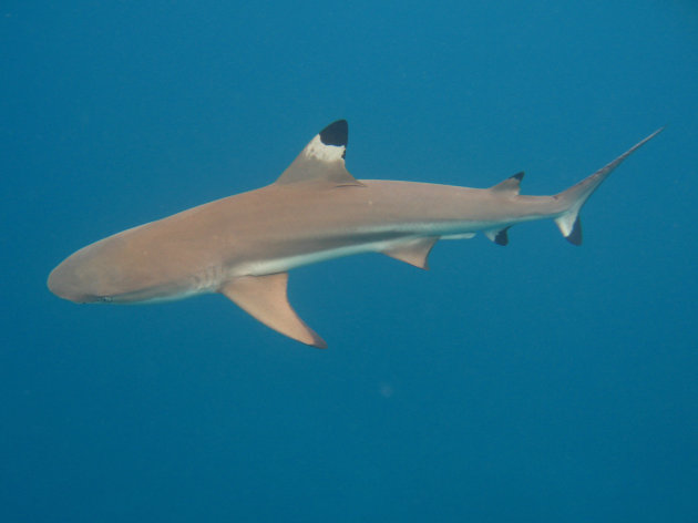 Black tip shark