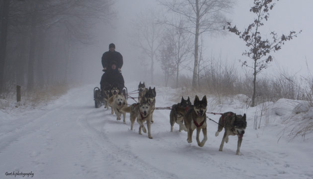 Huskies in de mist