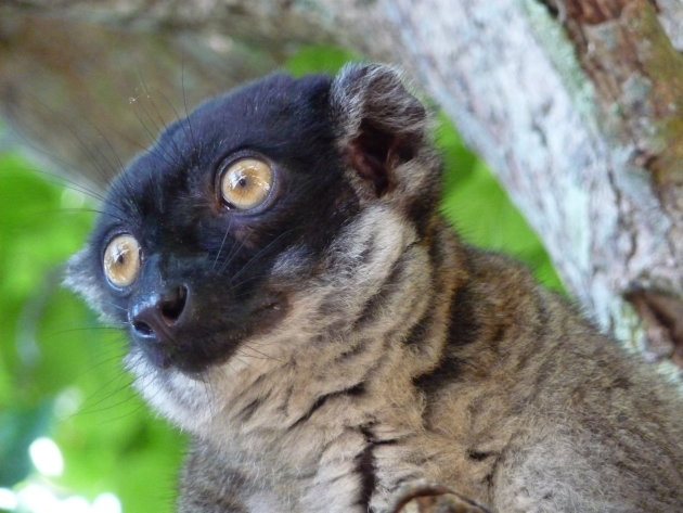 Maki of lemur
