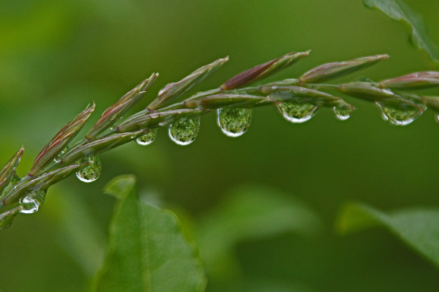 Raindrops