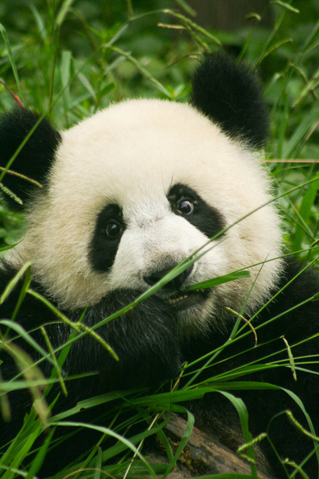 Sweet Panda