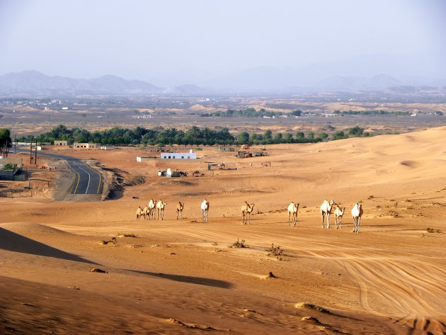 Kamelen in de Wahiba Sands