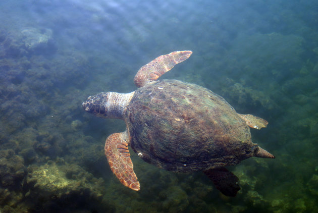 caretta caretta schildpad