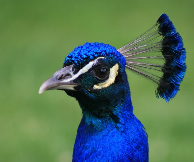 Peacock in Warsaw