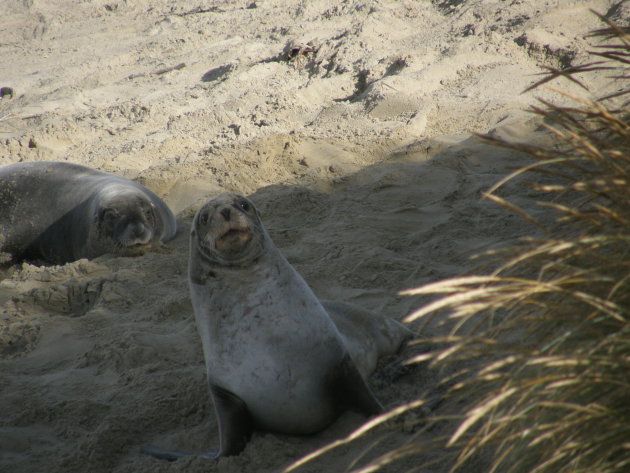 zeehonden