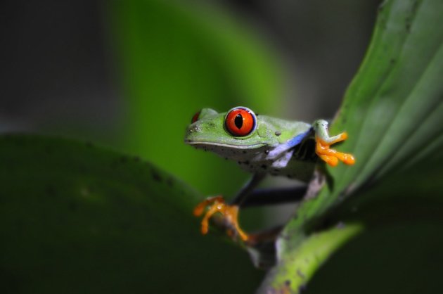 Red eyed tree frog 