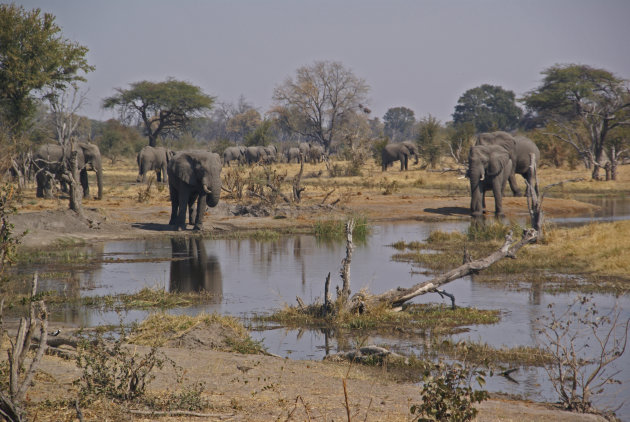 Khwai olifanten