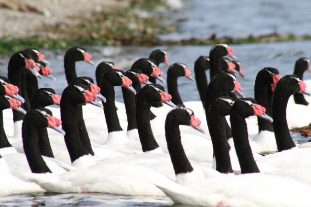 Zwartnekzwanen