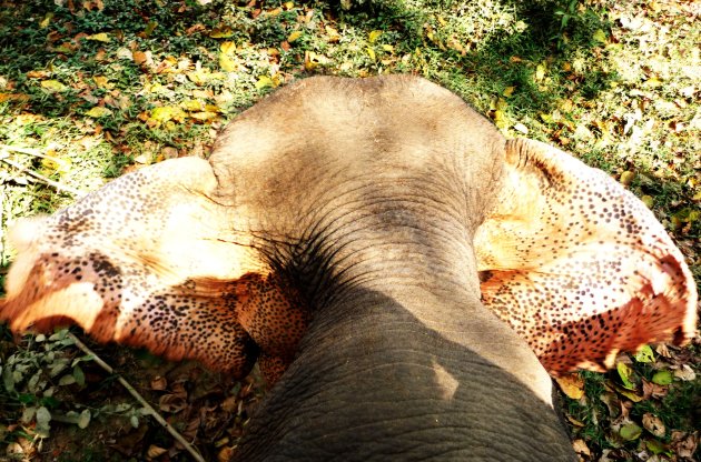 elephant ears