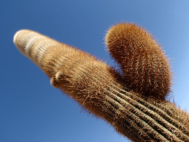grooote cactus
