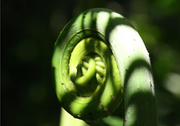 Groen blaadje