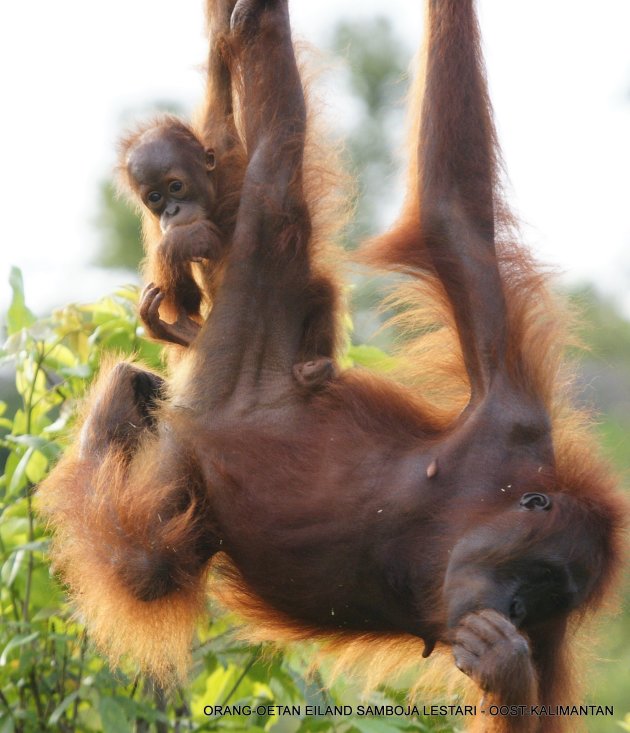 SAMBOJA LESTARI