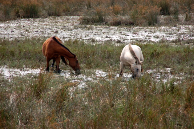 Wilde paarden