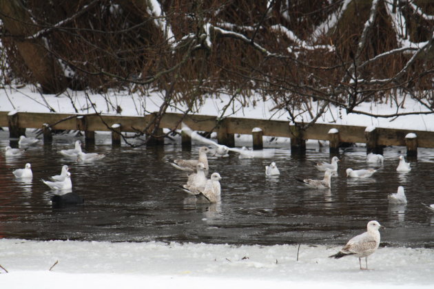 Amerikavaart in de winter