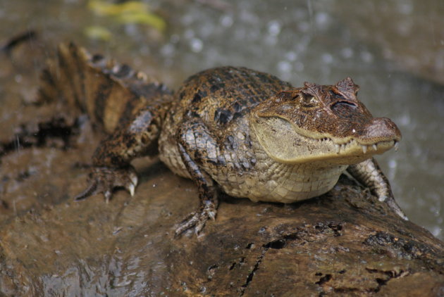 Caiman crocodilus