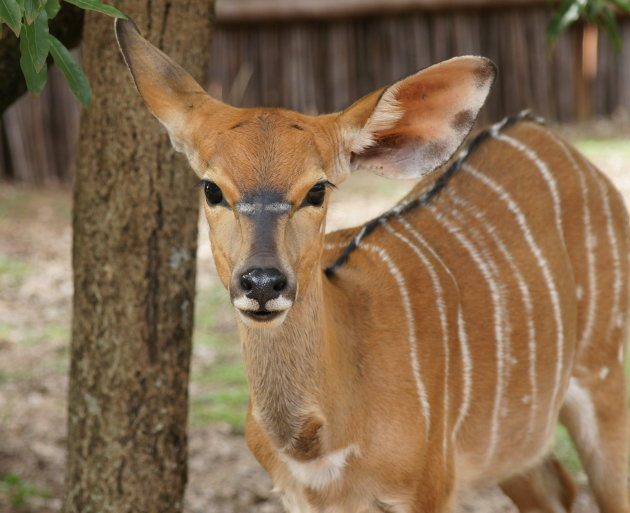 Nyala