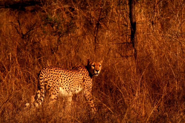 Cheeta in het ochtendgloren