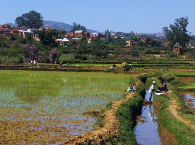 tussen de rijst en de was, Ambositra