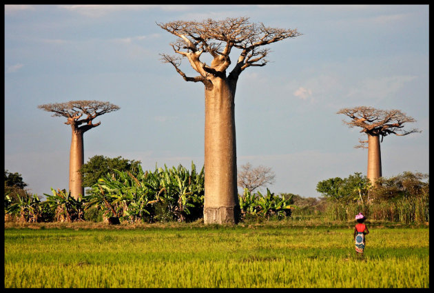 Baobabs