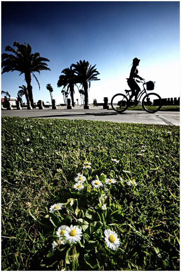Daisies & bike