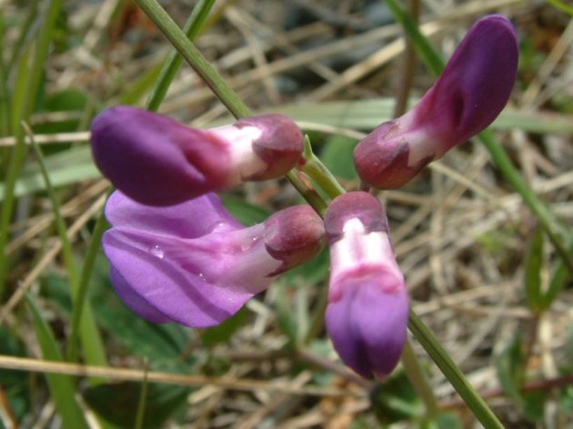 Paarse bloemetjes