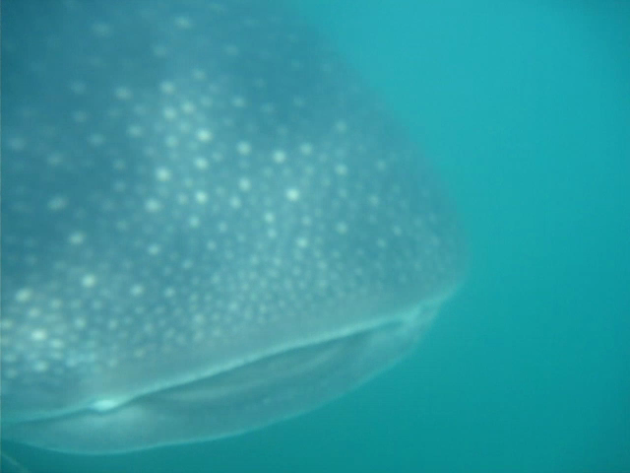 whale shark