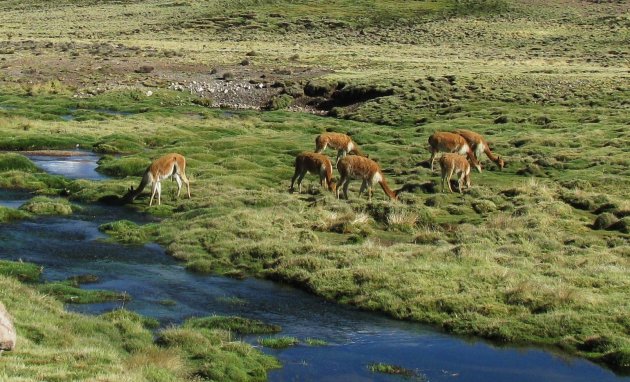 Vicuna's hoogvlakte