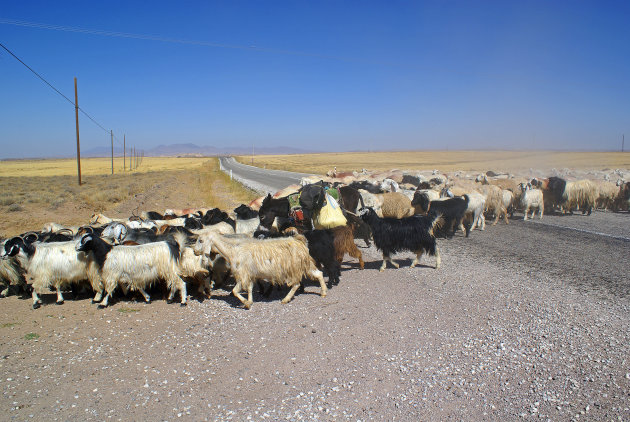 Sheep Crossing