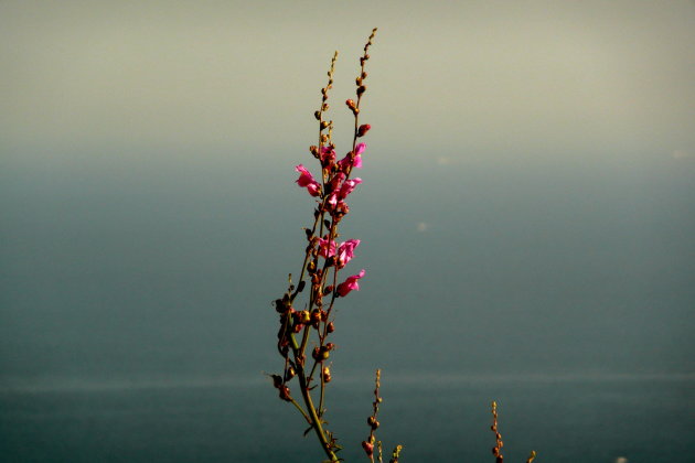 Naples city flower